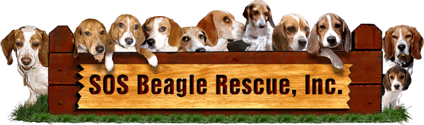 SOS Beagle Rescue